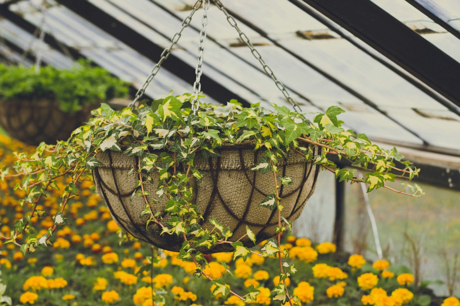 yellow flowers in a green metal cage